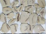 Lot: Small Metasequoia (Dawn Redwood) Fossils - Pieces #78071-2